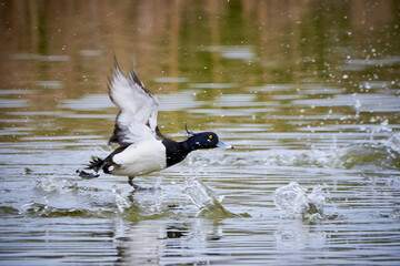 Tufted Duck running on water( Aythya fuligula )	