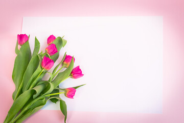 Fototapeta Różowe, kwitnące tulipany na białym i różowym tle obraz