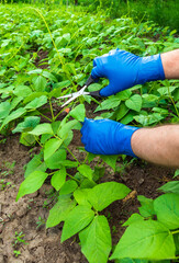 Naklejka premium Hands in blue gloves cut beans shoots with scissors in the garden. Summer care of beans plantation for a big harvest