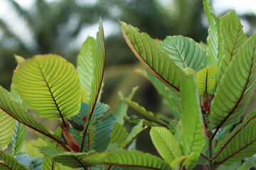 Kratom or Mitragyna Speciosa Plant with Fresh Green Leaves. This Plant is Herbal Medicine in Asia. Close Up Photo with Blurred Effect Background.