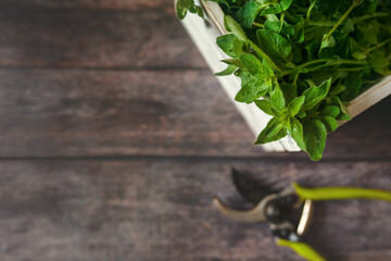 Top view of the harvested oregano in a wooden box. Oregano is a culinary herb, used for the flavor of its leaves, which can be more flavorful when dried than fresh.