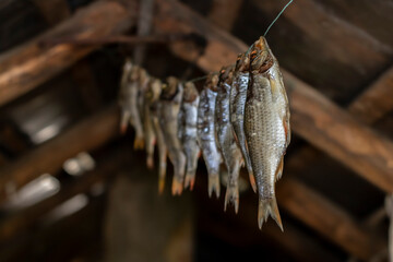 The fish is dried in the attic