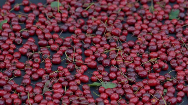 Drying Hawthorn fruits on table (Crataegus monogyna) - (4K)