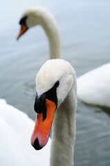Two swans on the lake