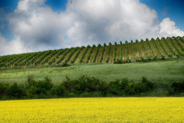 Vigneti Colli Tortonesi - Alessandria