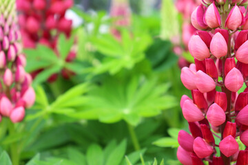 Blooming lupine. Selective focus. Floral background