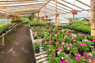 Costa Rica San Jose, greenhouse flower nursery