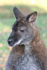 Wallaby - Closeup