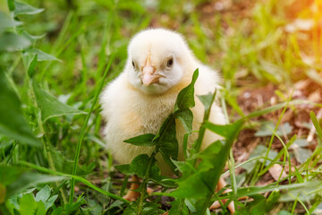 A small yellow chicken sits in the grass outdoors. Close-up. Horizontal photo.