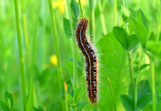 Ringelspinnerraupe