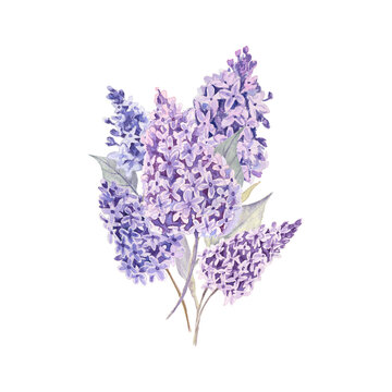 Bouquet of fresh lilac flowers, painted in watercolor on white isolated background. For cards, invitations, wedding design, scrapbooking and more. 