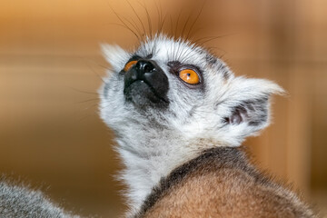 Lemur catta. Ring-tailed lemur. Cat lemur. Katta. Portrait close-up.
