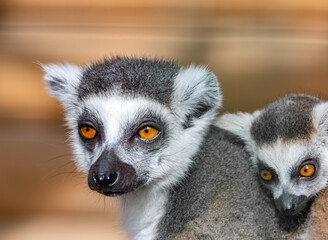 Lemur catta. Ring-tailed lemur. Cat lemur. Katta. Portrait close-up.