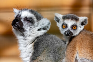 Obraz premium Lemur catta. Ring-tailed lemur. Cat lemur. Katta. Portrait close-up.