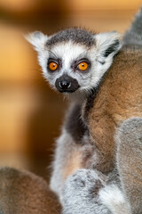 Naklejka na ściany i meble Lemur catta. Ring-tailed lemur. Cat lemur. Katta. Portrait close-up.