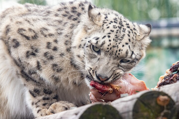 Panthera uncia. Snow leopard. Irbis. Uncia uncia. Portrait close-up.
