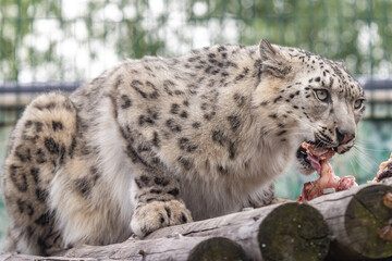 Panthera uncia. Snow leopard. Irbis. Uncia uncia. Portrait close-up.