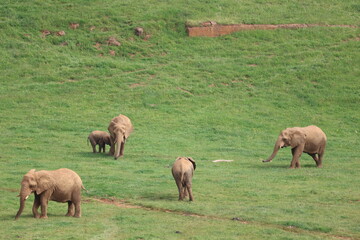 Fototapeta premium great beautiful wild animal elephants huge tusks