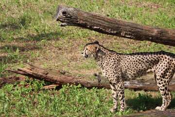 beautiful cheetah fast dangerous wild stealth carnivorous hunter
