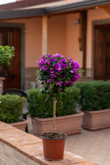 Bougainvillea sanderiana Alexandra Stamm