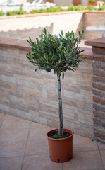 Olea europea Stamm 