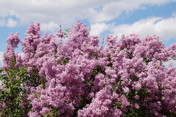 lilac flowers in spring
