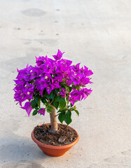 Bougainvillea sanderiana Alexandra Bonsai Schale 