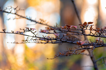 spring in the forest