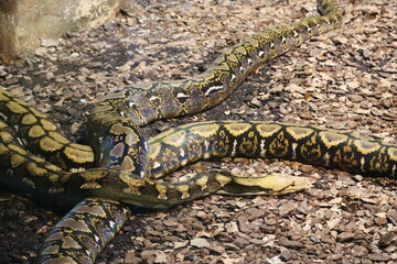 beautiful dangerous snake silent stealth reptile venom