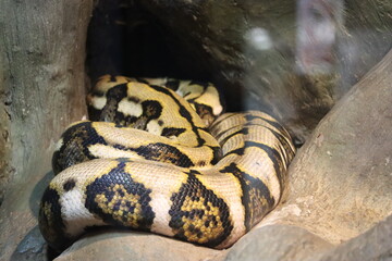 beautiful dangerous snake silent stealth reptile venom