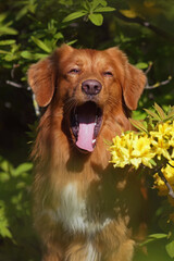 The portrait of a funny Nova Scotia Duck Tolling Retriever (Toller dog) posing outdoors yawning near in a rhododendron bush with yellow flowers in spring