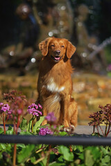 Obedient Nova Scotia Duck Tolling Retriever (Toller dog) posing outdoors sitting near a fountain in a city park in spring