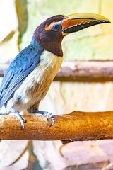 Pteroglossus viridis. Green arasari. Close-up portrait.