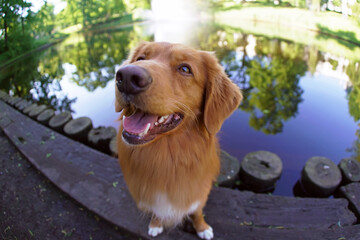 Funny Nova Scotia Duck Tolling Retriever (Toller dog) posing outdoors sitting on a wooden pier near a city channel with a fountain. Wide angle view