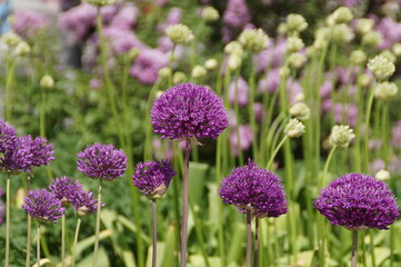 Obraz premium field of flowers