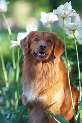 The portrait of a Nova Scotia Duck Tolling Retriever (Toller dog) posing outdoors with white tulip flowers in spring