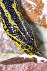Eunectes notaeus. The Paraguayan anaconda. southern anaconda. yellow anaconda. Close-up portrait.