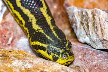 Eunectes notaeus. The Paraguayan anaconda. southern anaconda. yellow anaconda. Close-up portrait.