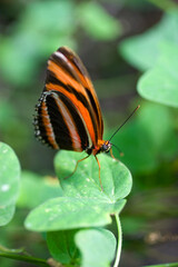Fototapeta na wymiar Butterfly - Orange Black and White Stripes