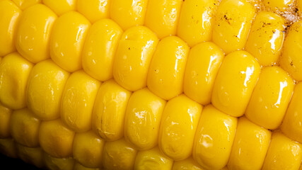 Delicious corn on the cob captured in an extreme close up. The brightly glowing yellow kernels form a recognizable pattern. The cob was buttered up, and fried in an iron cast skillet. 