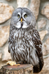 Strix nebulosa. A bearded, obscure bird of prey. The owl-like order.Portrait close-up.
