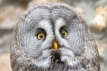 Strix nebulosa. A bearded, obscure bird of prey. The owl-like order.Portrait close-up.