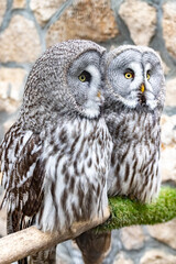 Strix nebulosa. A bearded, obscure bird of prey. The owl-like order.Portrait close-up.