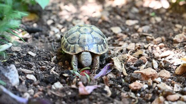 Small Turtle eating fruit in nature.