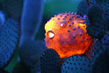 Puffer fish and cactus can be seen in the picture 