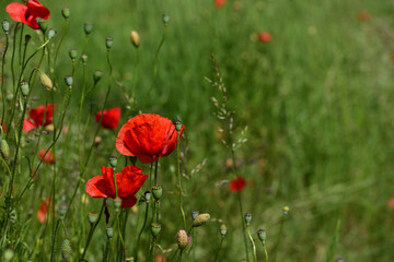 Wild poppies grow in a green field in summer