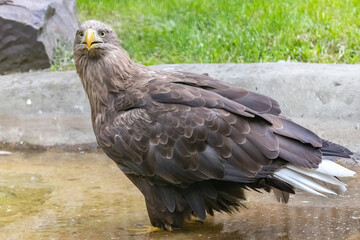The white-tailed eagle is a bird of prey.Close-up. Haliaeetus albicilla.