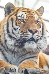 Obraz premium The Amur tiger. The Ussuri tiger. close-up portrait.Panthera tigris altaica.Panthera tigris tigris.