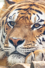 The Amur tiger. The Ussuri tiger. close-up portrait.Panthera tigris altaica.Panthera tigris tigris.