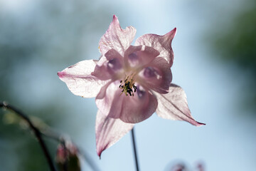 Gewöhnliche Akelei (Aquilegia vulgaris), auch Wald-Akelei